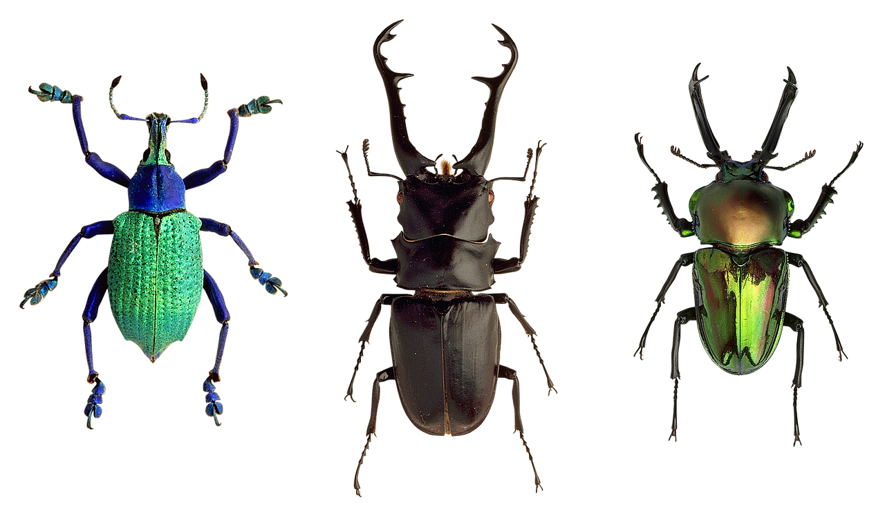 Insectos: 7 curiosidades asombrosas que no conocías 1 insectos