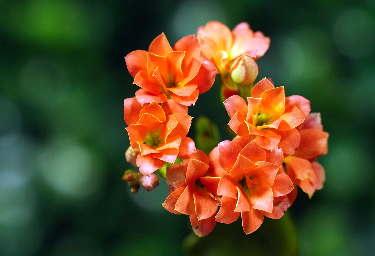 Kalanchoe: 5 cuidados esenciales para mantenerla saludable 1 kalanchoe
