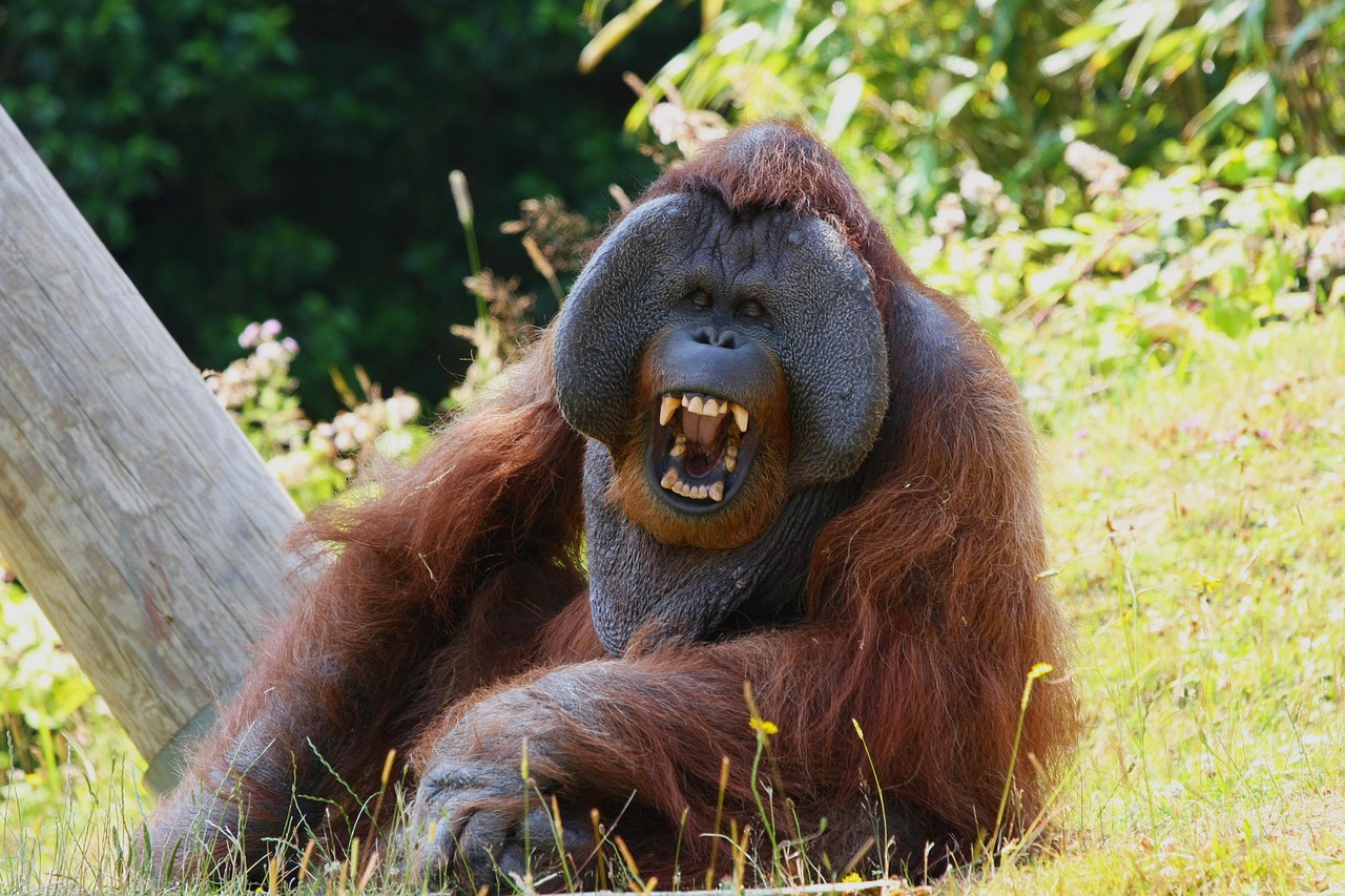 orangutan