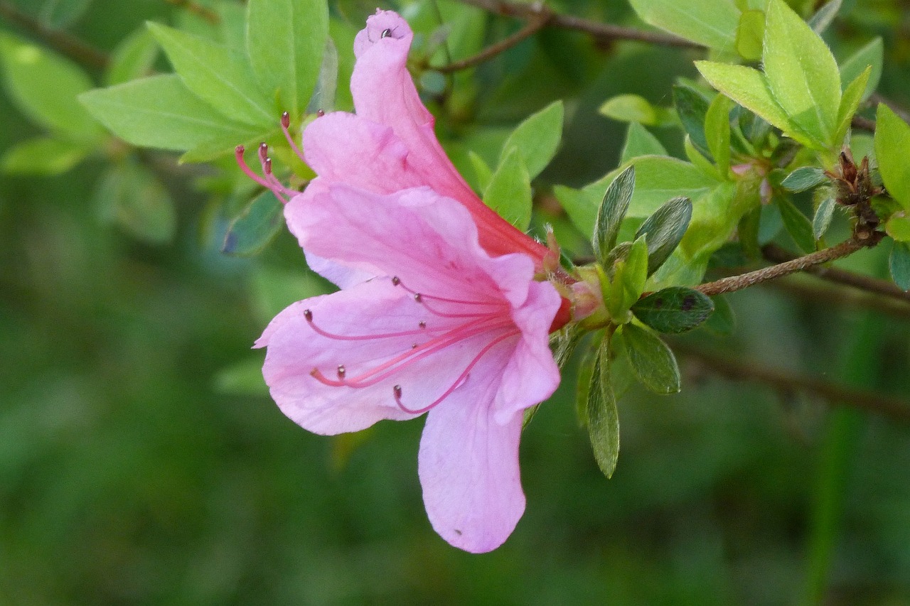 Azalea zapaterÃa: 7 estilos imprescindibles para tus pies 1 azalea zapateria