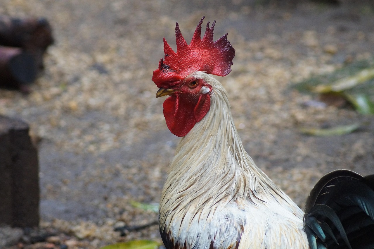 gallinas ponedoras razas