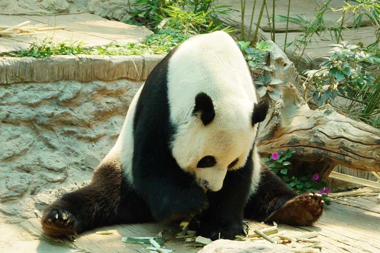 Mturk panda crazy script: 5 consejos para maximizar ganancias 1 mturk panda crazy script