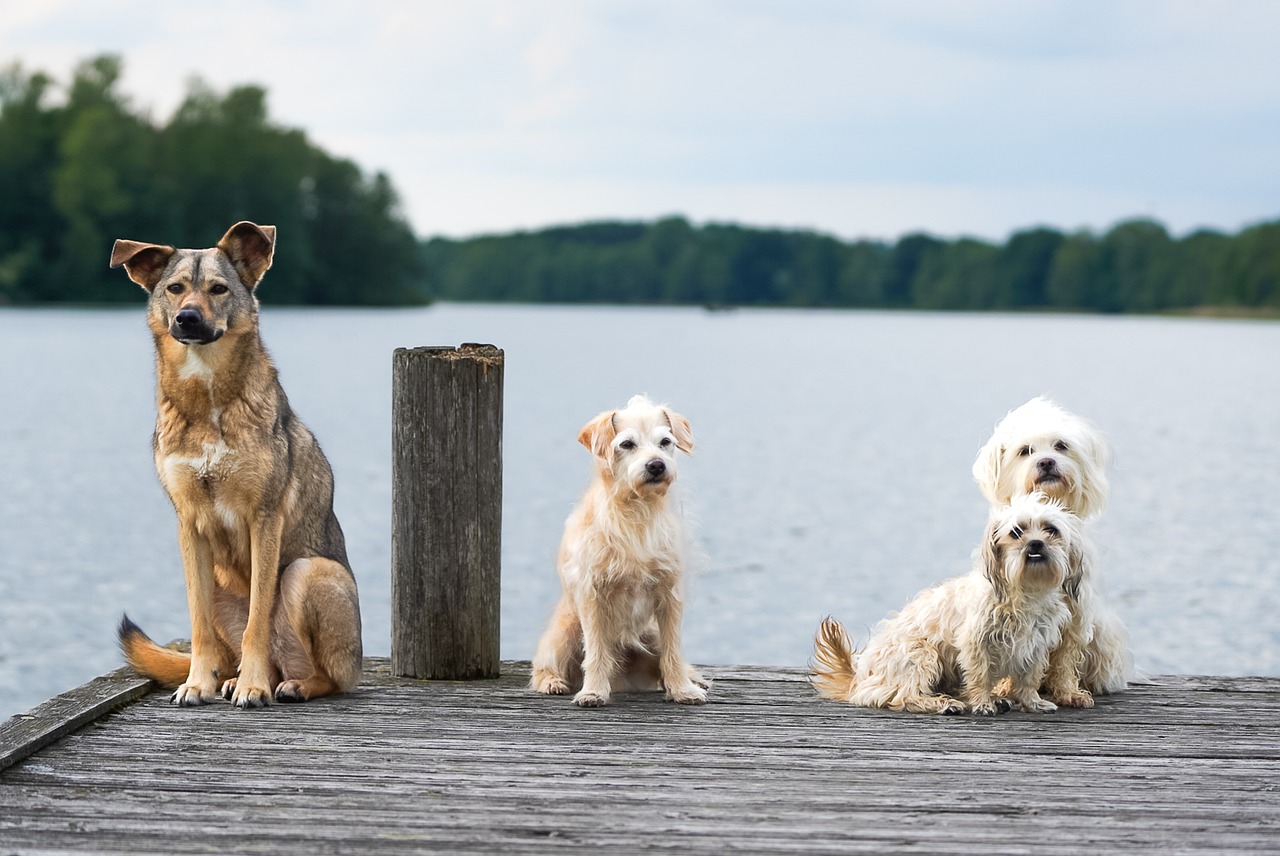 pasear perros trabajo