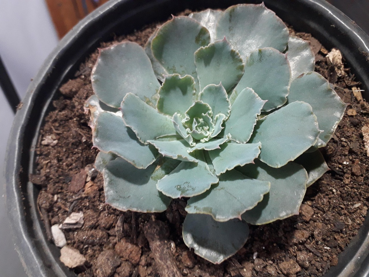 plantar higos