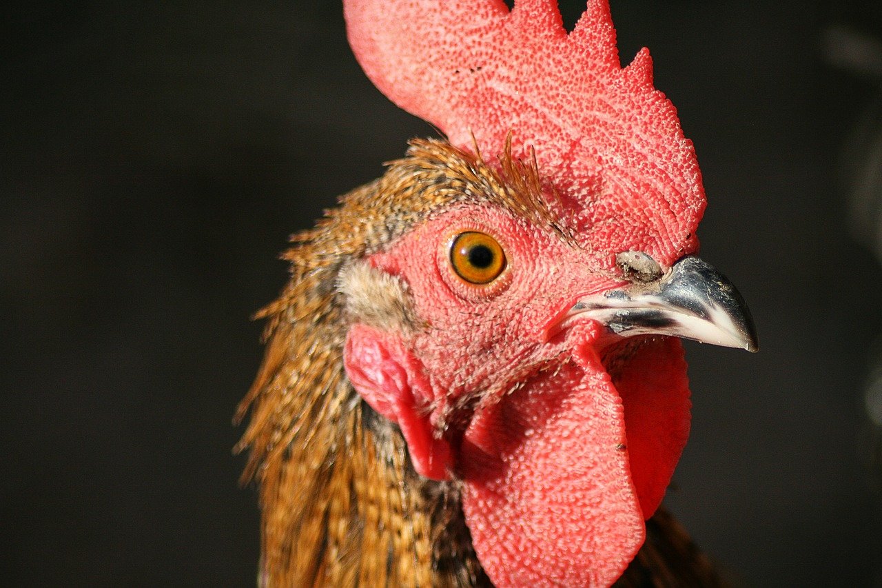 pollo asado maquina