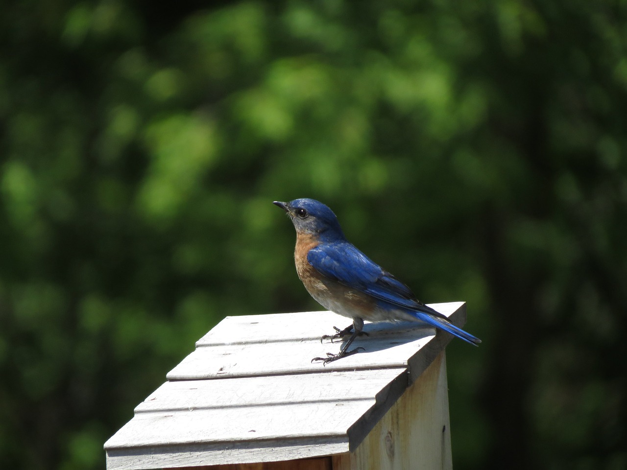 Tarjeta Bluebird: 7 beneficios que no puedes ignorar 1 tarjeta bluebird