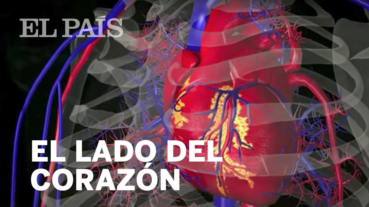 en que lado esta el corazon