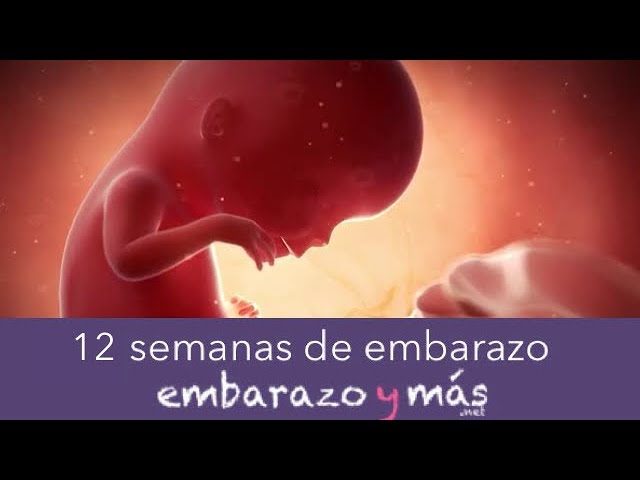 Feto de 3 meses real: 5 datos sorprendentes que no conocías 1 feto de 3 meses real