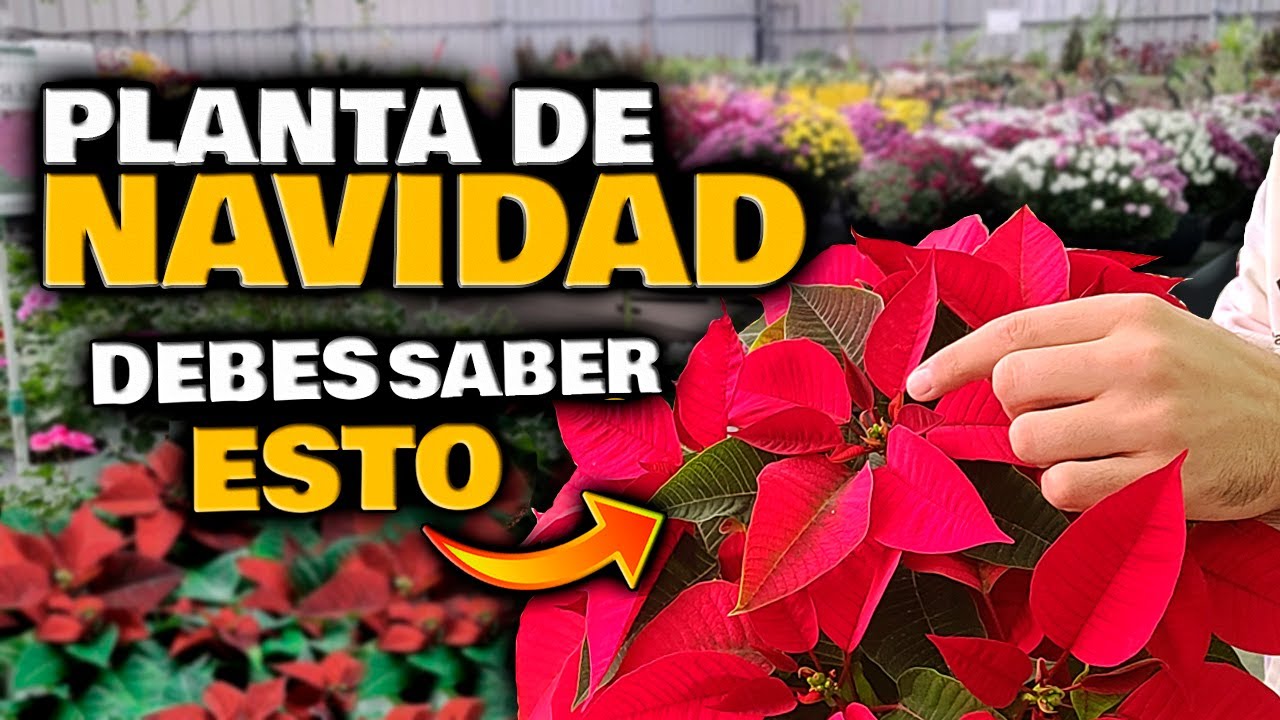 Flor de navidad: 7 tips para cuidarla en 2025 y florecer 1 flor de navidad