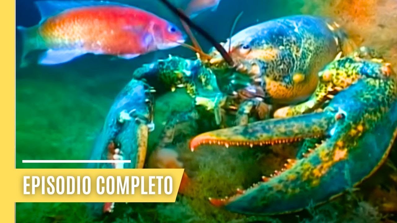 langostas