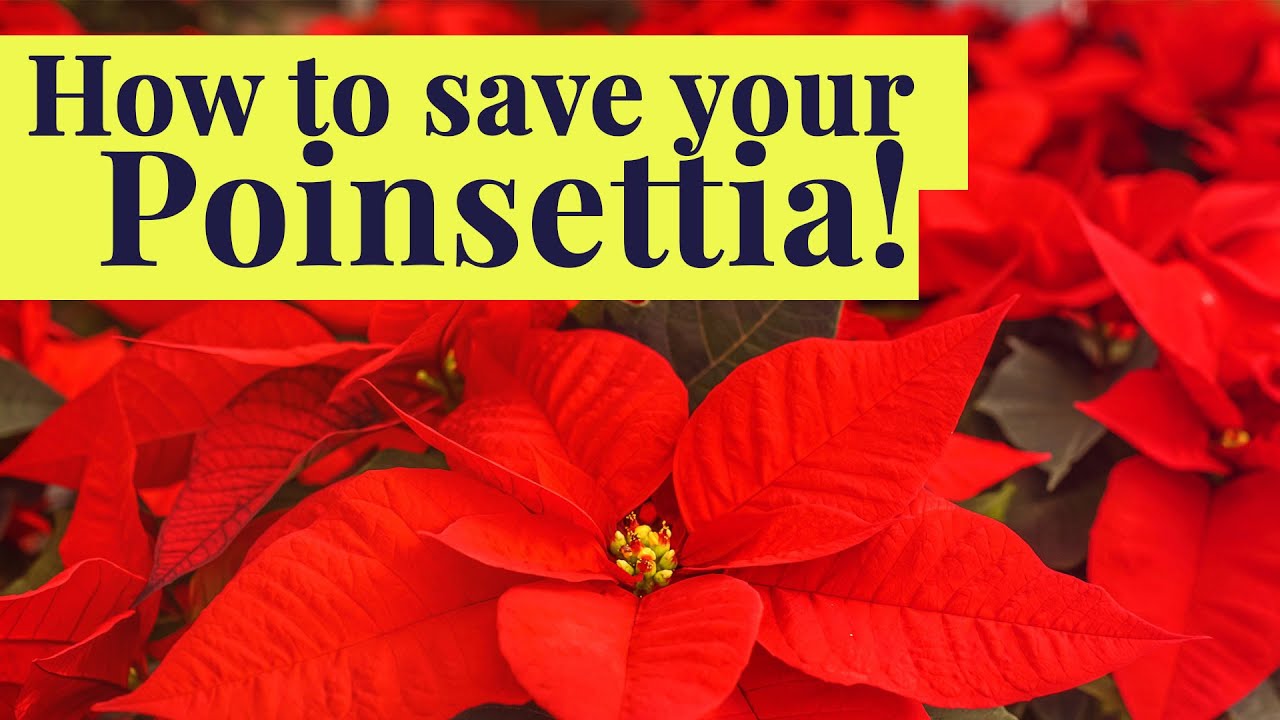 Poinsettia: 7 cuidados imprescindibles para 2025 1 poinsettia