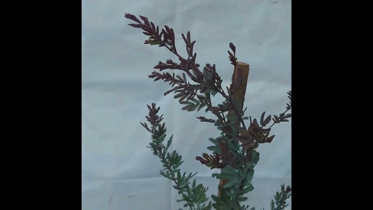 acacia morada