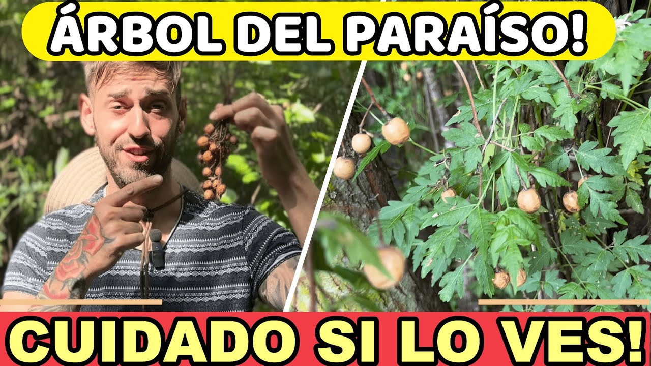 arbol paraiso