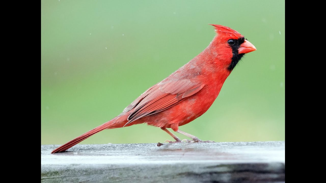cardenal ave