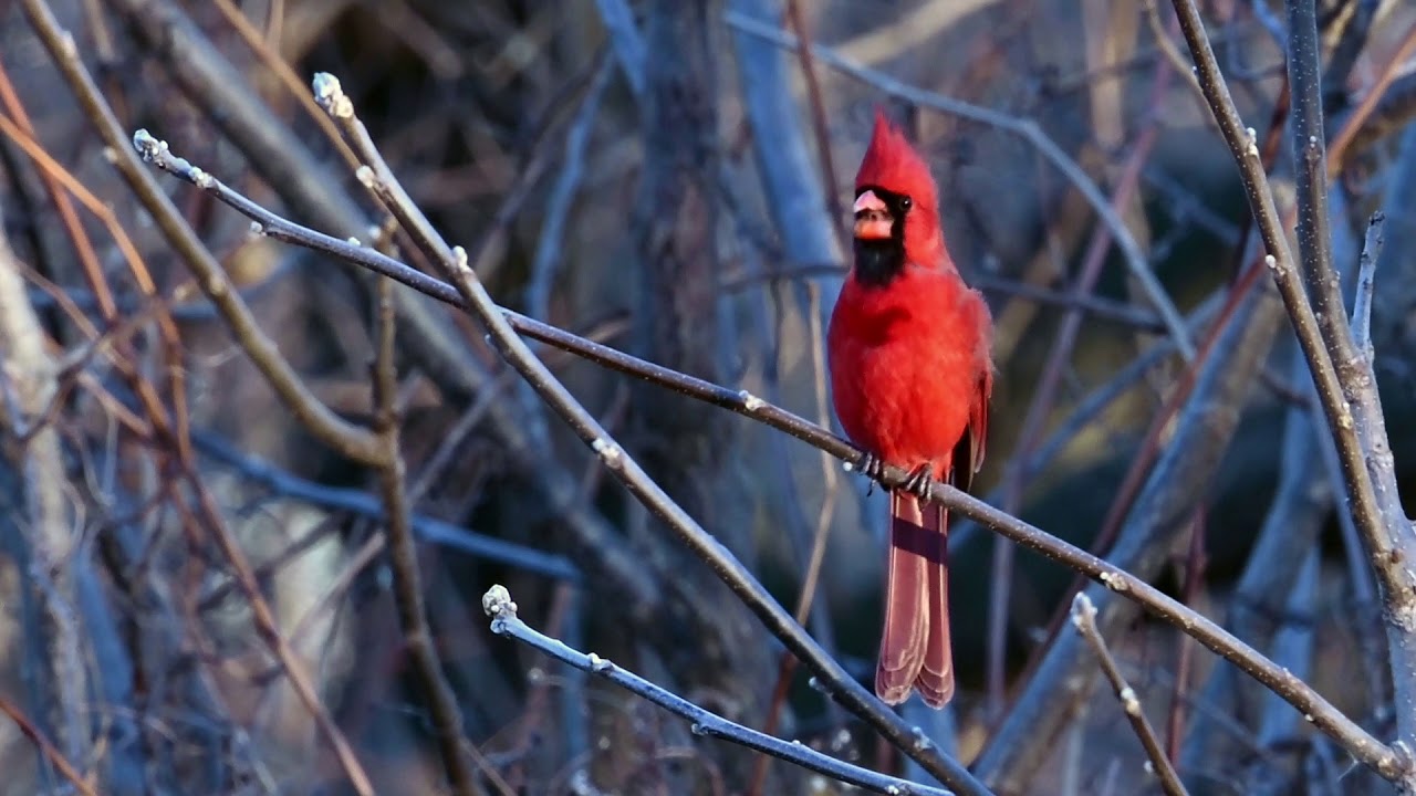cardenal